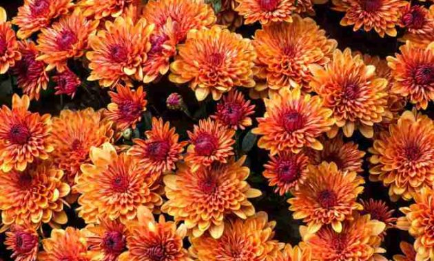 Perennial Flowers to Plant in Fall