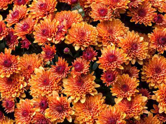 Perennial flowers to plant in fall