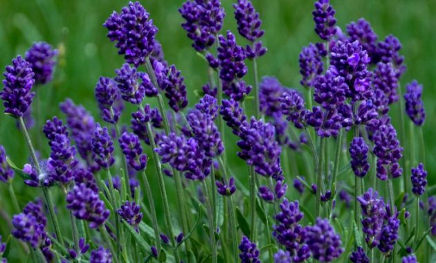 Lavender Plant Not Flowering A Comprehensive Guide