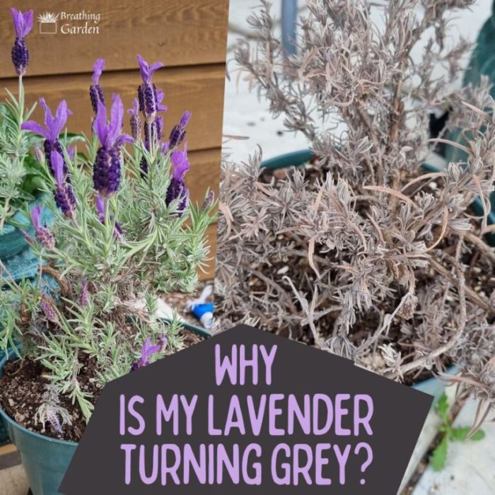 Lavender plant not flowering