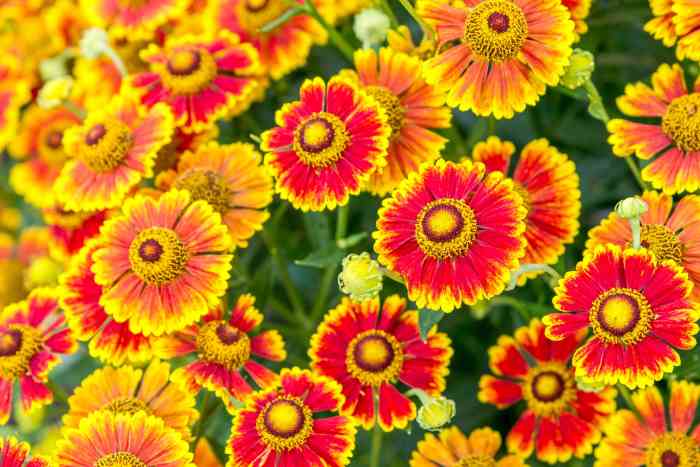 Perennial flowers to plant in fall