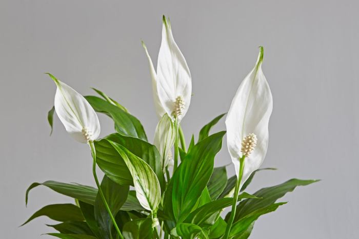 Green plant with white flowers