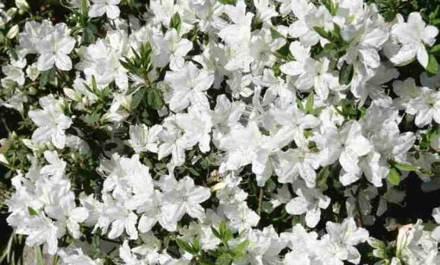 Green Plant with White Flowers A Guide