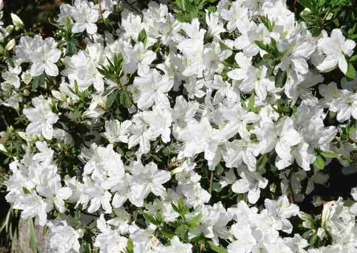 Green plant with white flowers